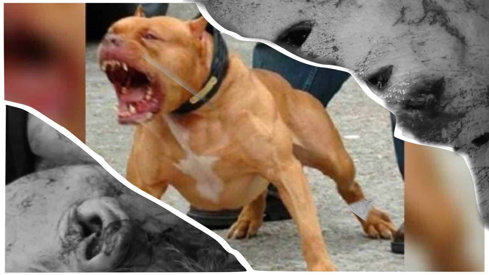 Idosa de 88 anos e filha de 60 são atacadas por pitbull na capital; uma fica em estado grave