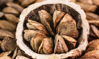 castanha-acre castanha-acre