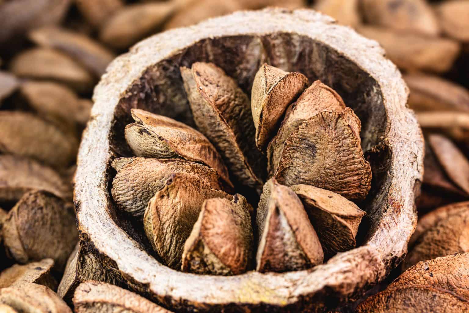 Pesquisadores desvendam fatores que afetam a produção de ouriços