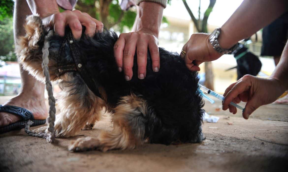 Dia Mundial Contra a Raiva traz alerta sobre importância de imunizar cachorros e gatos