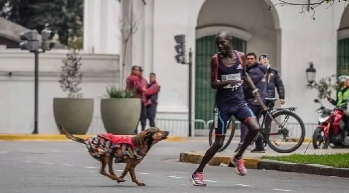 Corredor é atacado por cachorro durante maratona de Buenos Aires e perde prova