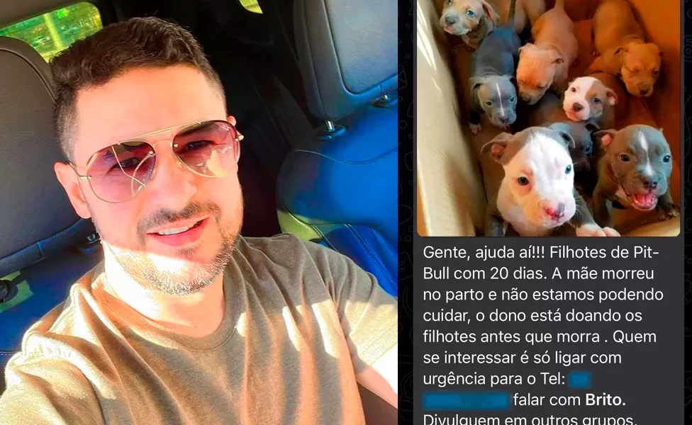 DOG-FAKE–jpg DOG-FAKE--jpg