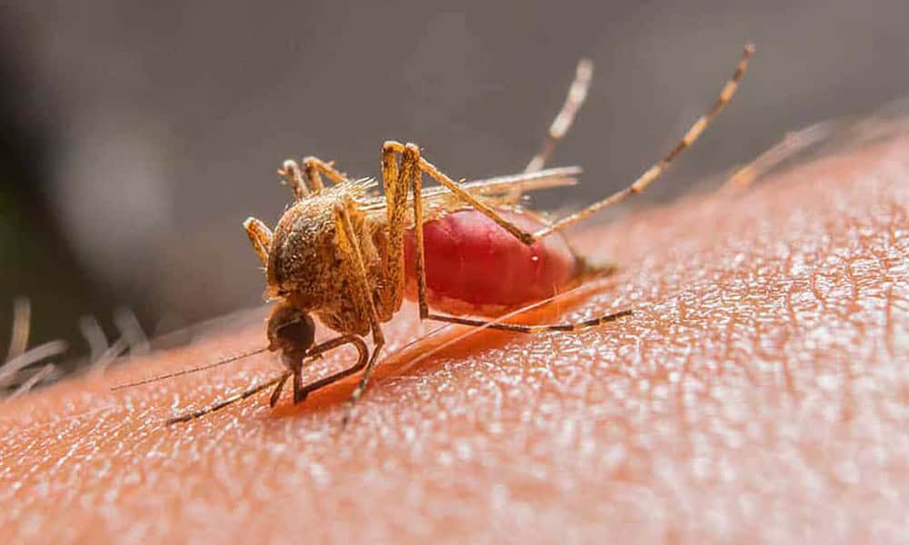 Destaque-malaria Destaque-malaria