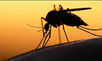 Febre-Amarela-em-Minas-Gerais-2018-jpg