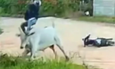 bdes-pgm-pgm-14-09-23-ataque-de-touro.mp4-snapshot-01.41.658