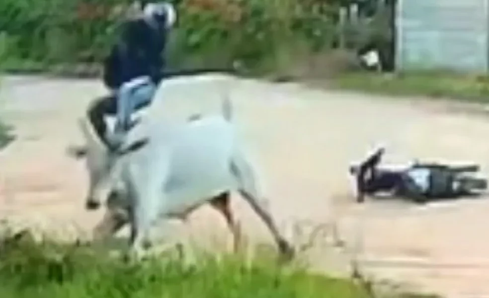 bdes-pgm-pgm-14-09-23-ataque-de-touro.mp4-snapshot-01.41.658 bdes-pgm-pgm-14-09-23-ataque-de-touro.mp4-snapshot-01.41.658