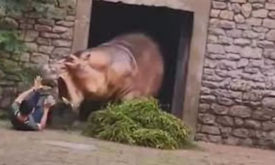 funcionario-de-zoologico-na-china-e-atacado-por-hipopotamo-1877394 funcionario-de-zoologico-na-china-e-atacado-por-hipopotamo-1877394