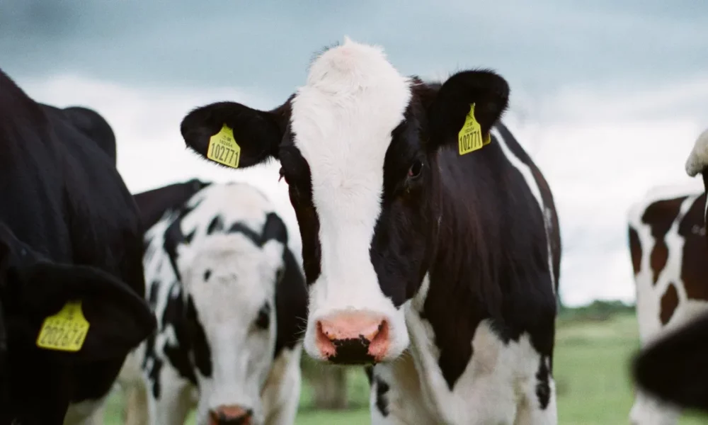 jakob-cotton-K1hwkV5GPl0-unsplash jakob-cotton-K1hwkV5GPl0-unsplash