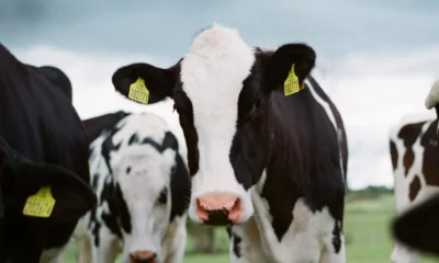 jakob-cotton-K1hwkV5GPl0-unsplash