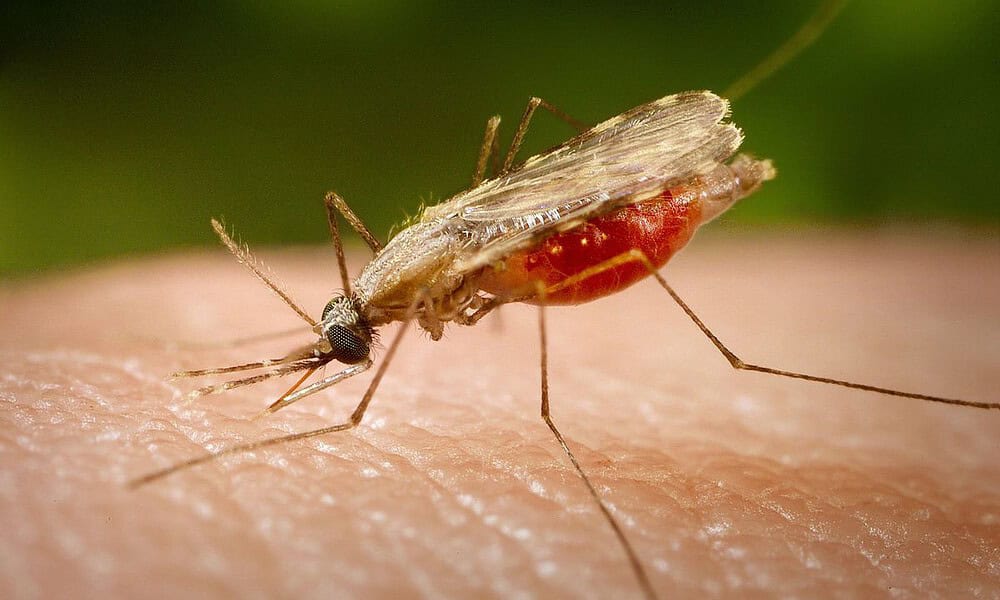 malaria malaria