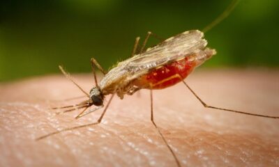 malaria malaria