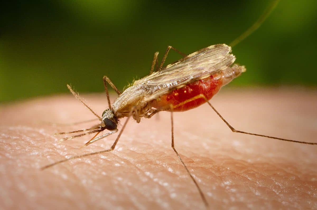 Cruzeiro do Sul tem aumento de 9% em casos de malária e reduz em 51% a dengue