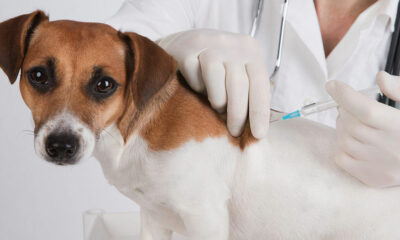 vacina-pet vacina-pet