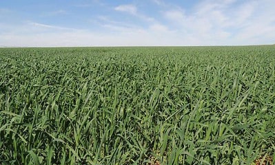 Lavoura de trigo irrigado no cerrado em MG Lavoura de trigo irrigado no cerrado em MG