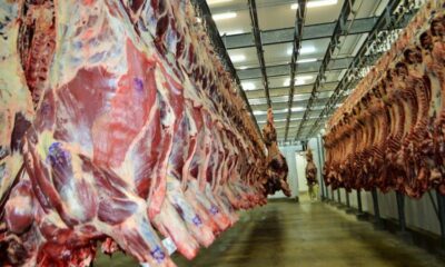 ABATE-BOI-CARNE ABATE-BOI-CARNE