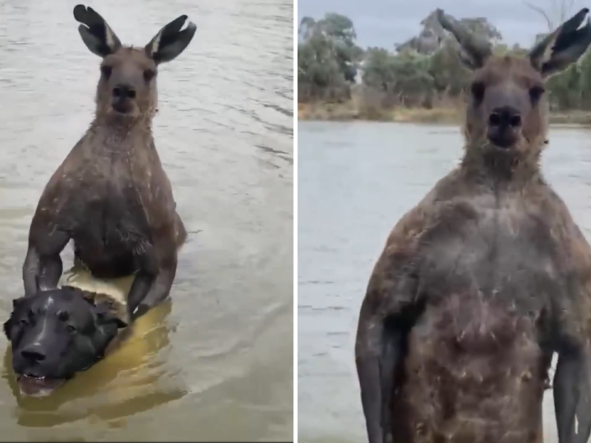 Vídeo: homem luta com canguru que tentava afogar cachorro