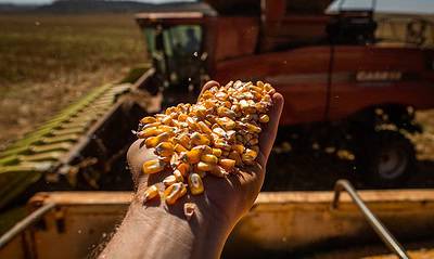 MILHO-PRODUCAO MILHO-PRODUCAO