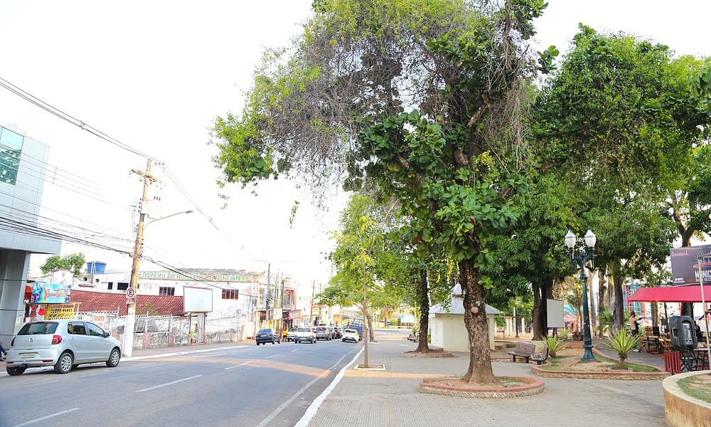 PODA-CASTANHOLEIRA-VF-19-1