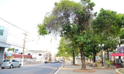 PODA-CASTANHOLEIRA-VF-19-1 PODA-CASTANHOLEIRA-VF-19-1