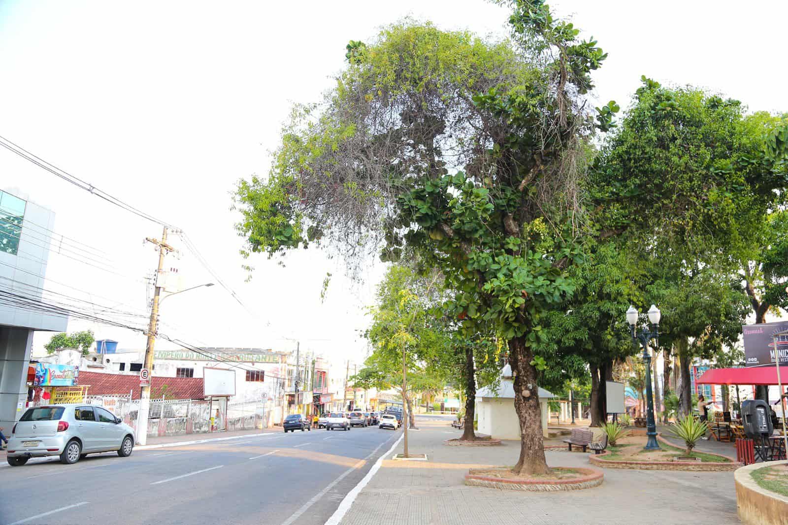 Prefeitura de Rio Branco faz poda preventiva em árvores ameaçadas de destruição por ervas daninhas