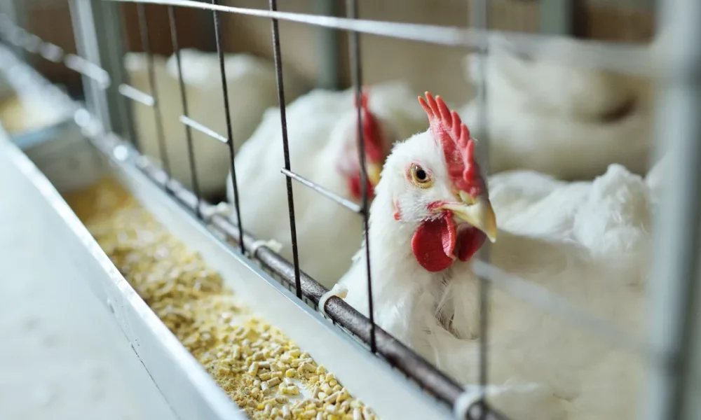 aves_saude_getty aves_saude_getty