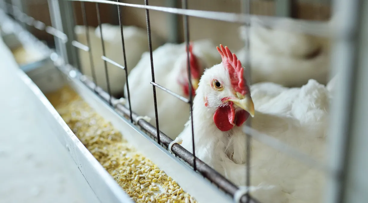 Ministério da Agricultura confirma novo caso de gripe aviária em ave silvestre no país