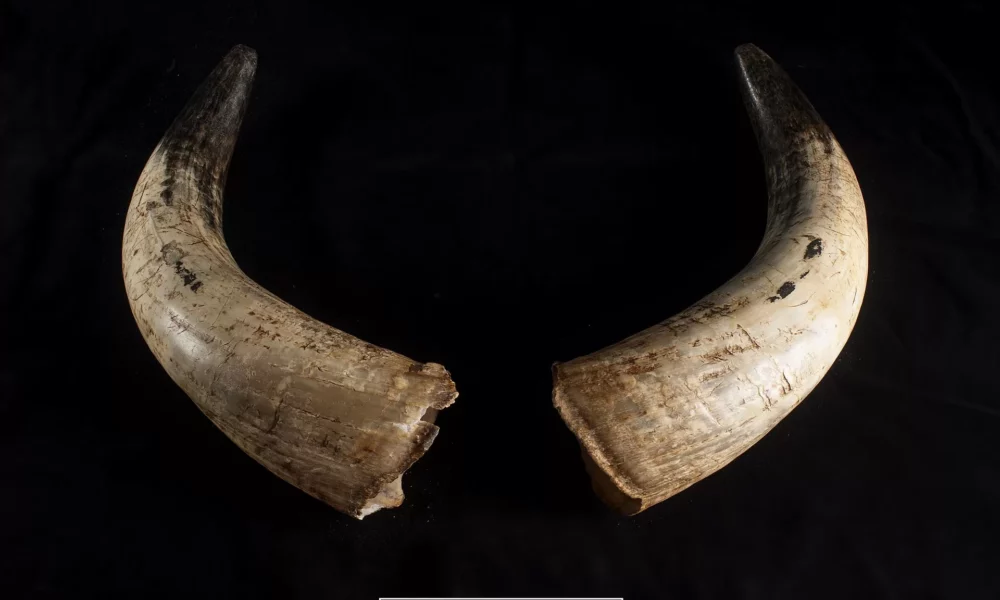 corno-chifre-jpeg corno-chifre-jpeg