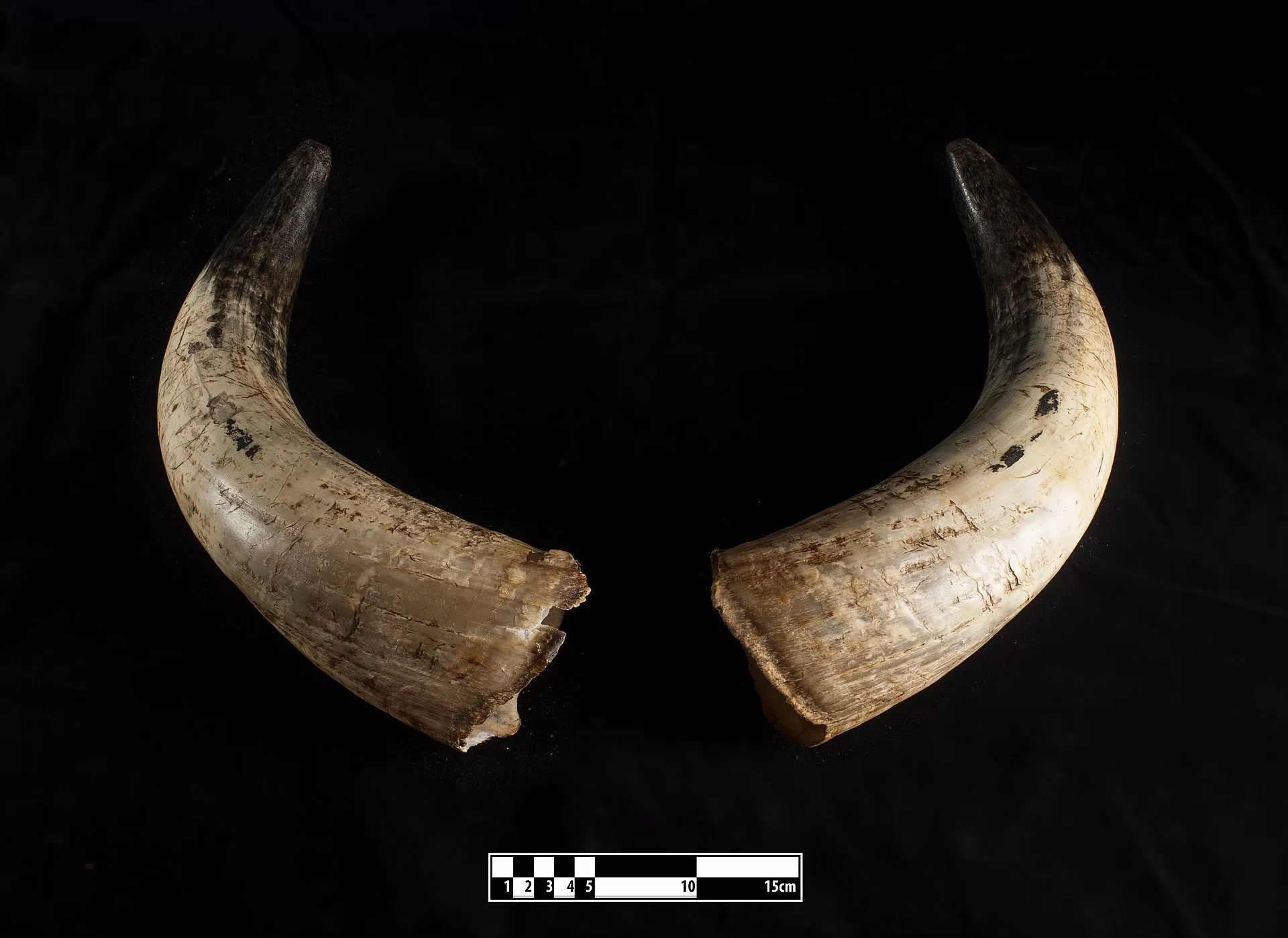 Com 28 mil membros, Associação dos Cornos do Estado do Acre pode fechar as portas