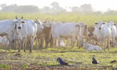 foto-bruno-carvalho-1-valee foto-bruno-carvalho-1-valee