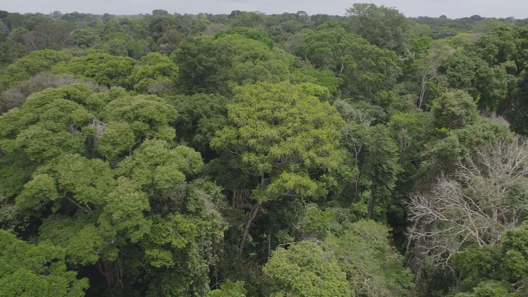 Após acordo com agro, Senado aprova regras para o mercado de carbono no Brasil