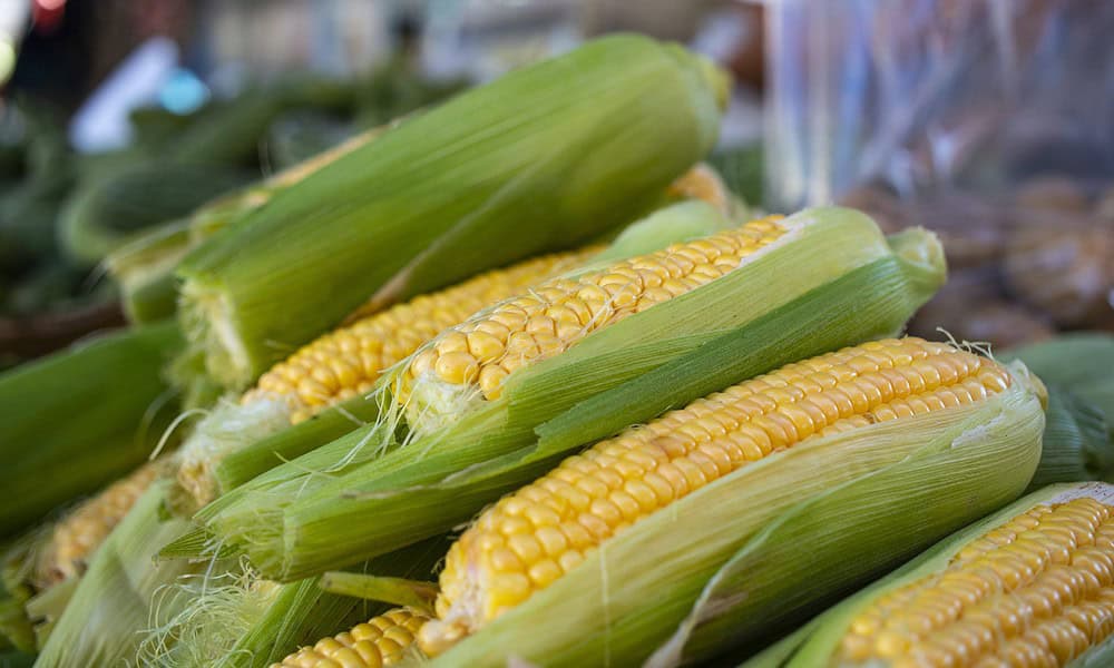 milhos-scaled-1 milhos-scaled-1