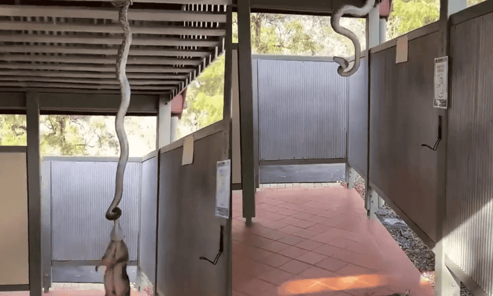 2073042-cobra-piton-puxa-gamba-pelo-pescoco-mas-desiste-de-come-lo-video-viraliza 2073042-cobra-piton-puxa-gamba-pelo-pescoco-mas-desiste-de-come-lo-video-viraliza