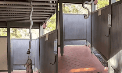 2073042-cobra-piton-puxa-gamba-pelo-pescoco-mas-desiste-de-come-lo-video-viraliza