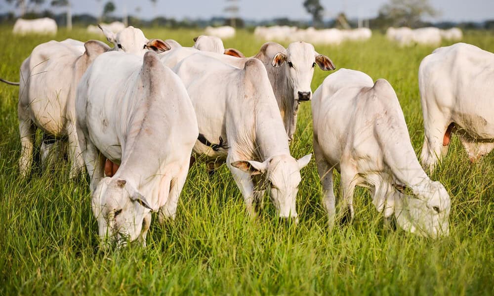 Nellore cows in a pasture of brachiaria - Herd of beef cattle grazing in Brazilian farm area