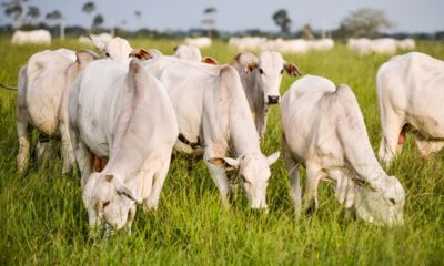 AGRO-BOI (1) Nellore cows in a pasture of brachiaria - Herd of beef cattle grazing in Brazilian farm area
