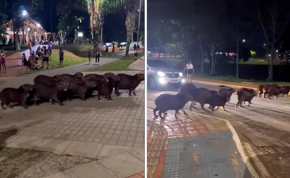 CAPIVARAS-jpg CAPIVARAS-jpg