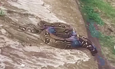 COBRA-GAME-jpg COBRA-GAME-jpg