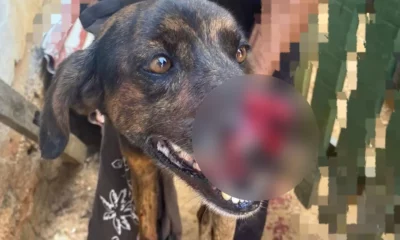 DOG1-jpg DOG1-jpg