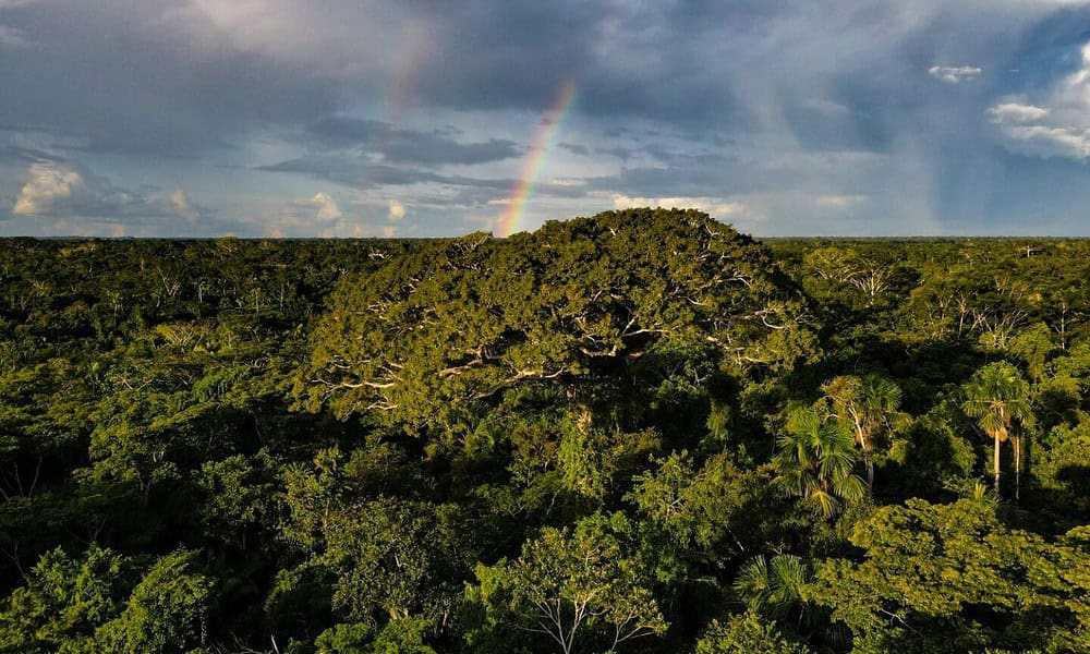 Floresta-Alexandre-2-1536x864