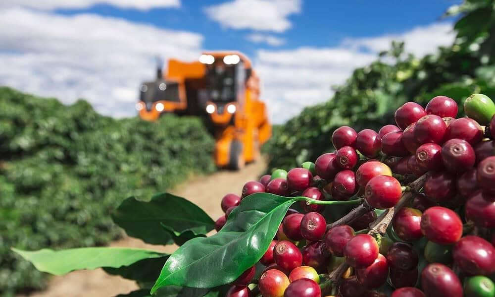 Producao-de-cafe-min Producao-de-cafe-min