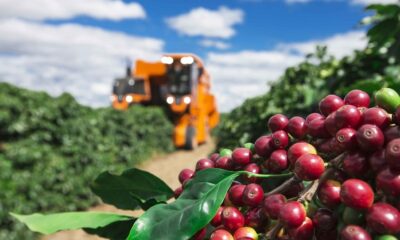 Producao-de-cafe-min