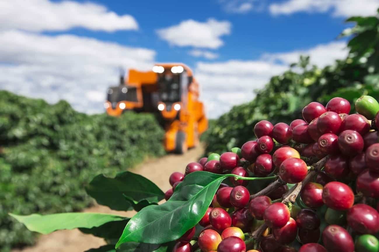 Valor de produção do café no Acre cresce três vezes na pandemia e vai a R$ 32,7 milhões em 2023