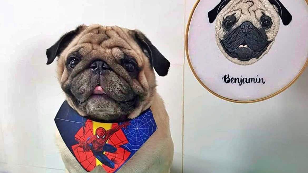 Denúncia de maus tratos e morte de cachorro Pug vira alvo de inquérito do MP do Acre