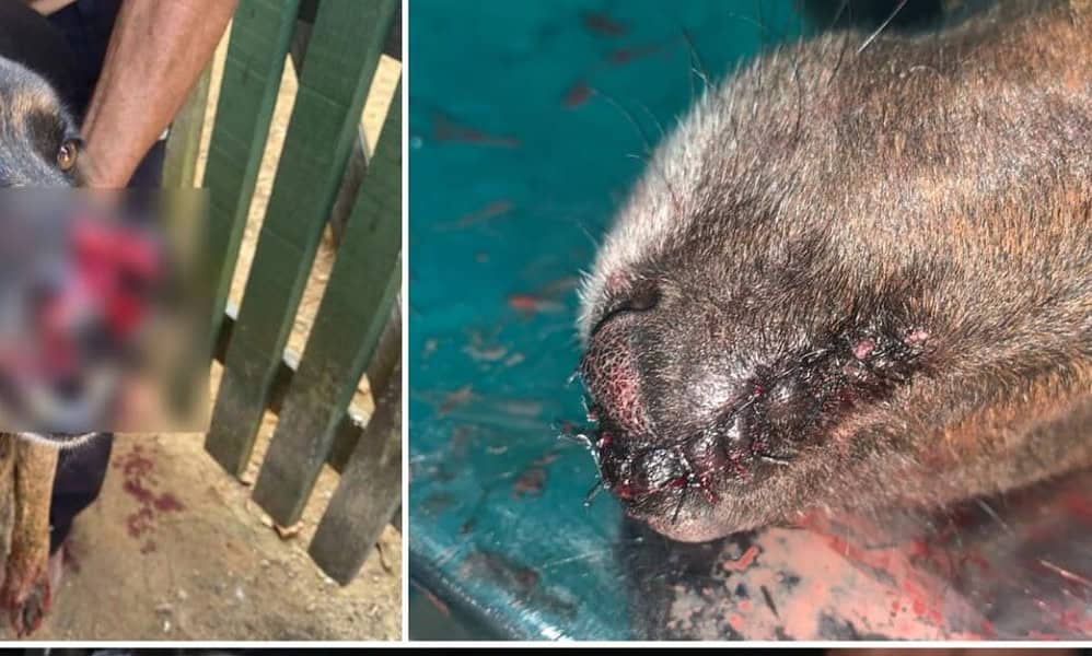 WhatsApp Image 2023-11-03 at 15.03.33 WhatsApp Image 2023-11-03 at 15.03.33