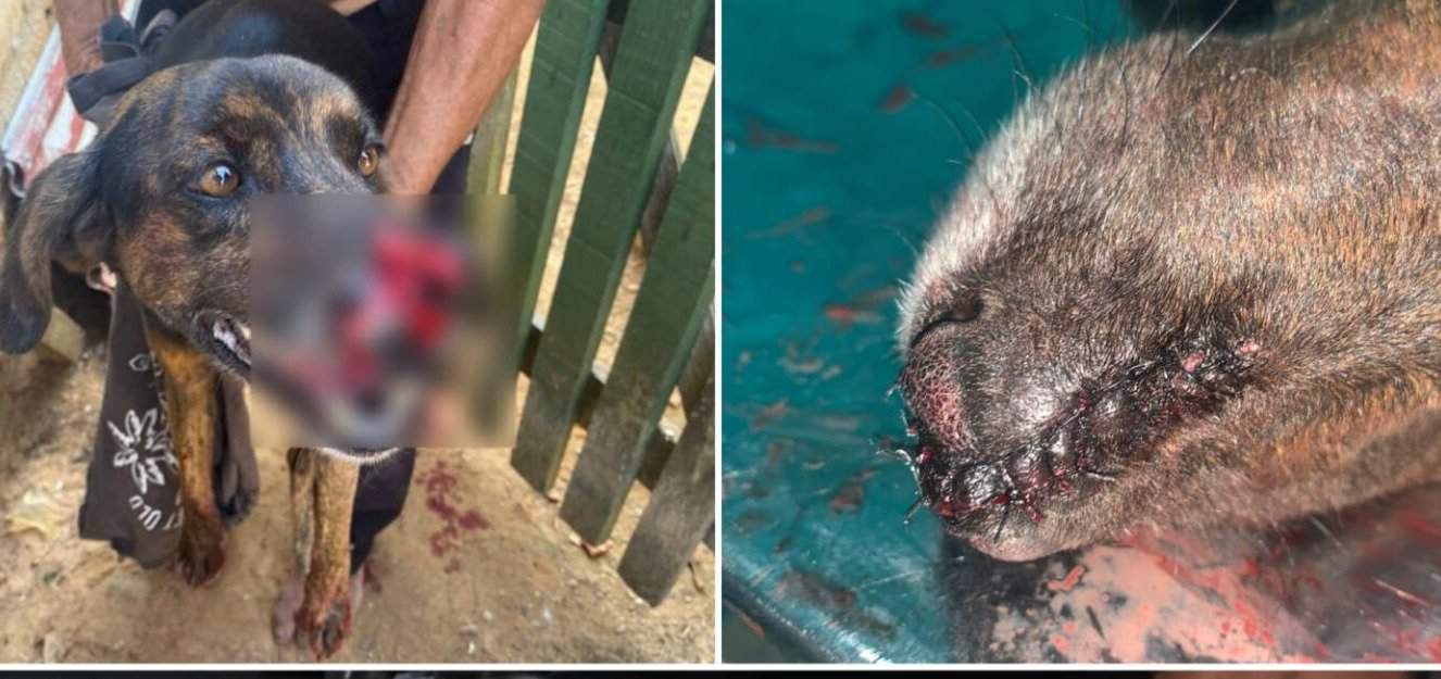 Policiais civis e militares em Cruzeiro do Sul agem rápido e fazem vaquinha para custear tratamento de cachorro agredido com terçado