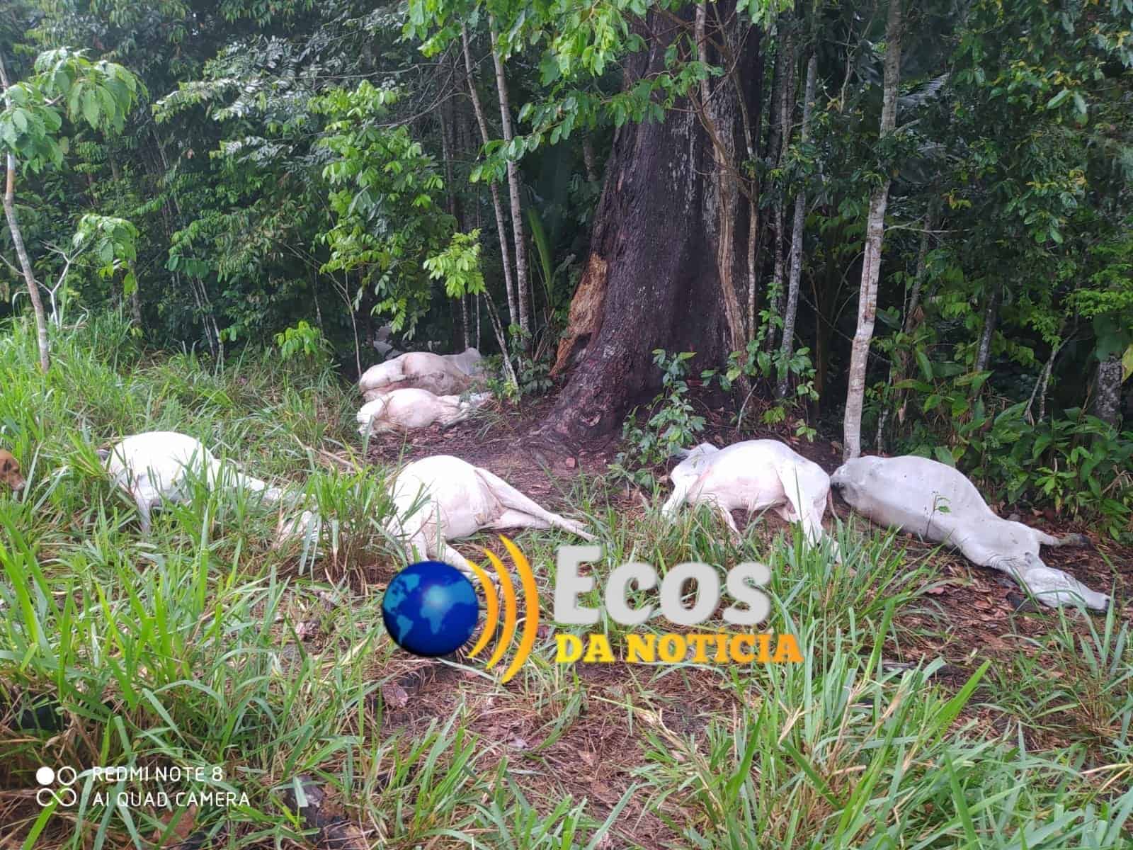 Durante temporal, raio mata 16 bovinos em propriedade rural no município de Sena Madureira