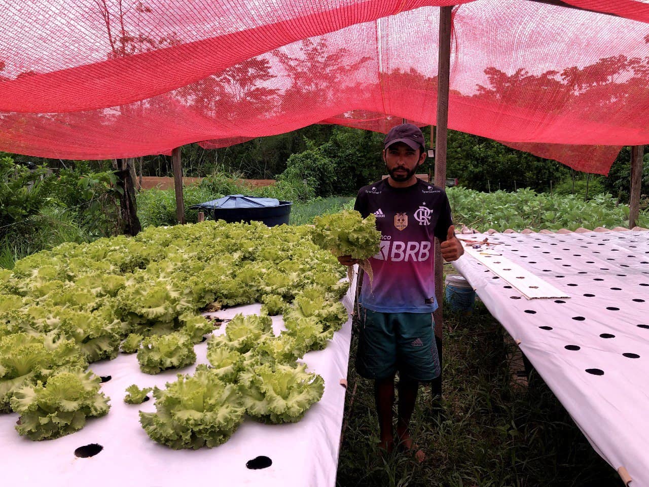 Governo incentiva cultivo de hortaliças com entrega de cobertura plástica para estufas