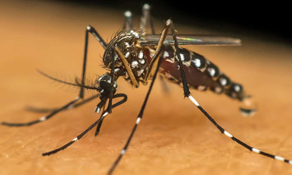 6-acoes-importantes-para-eliminar-o-mosquito-da-dengue-538-x-358