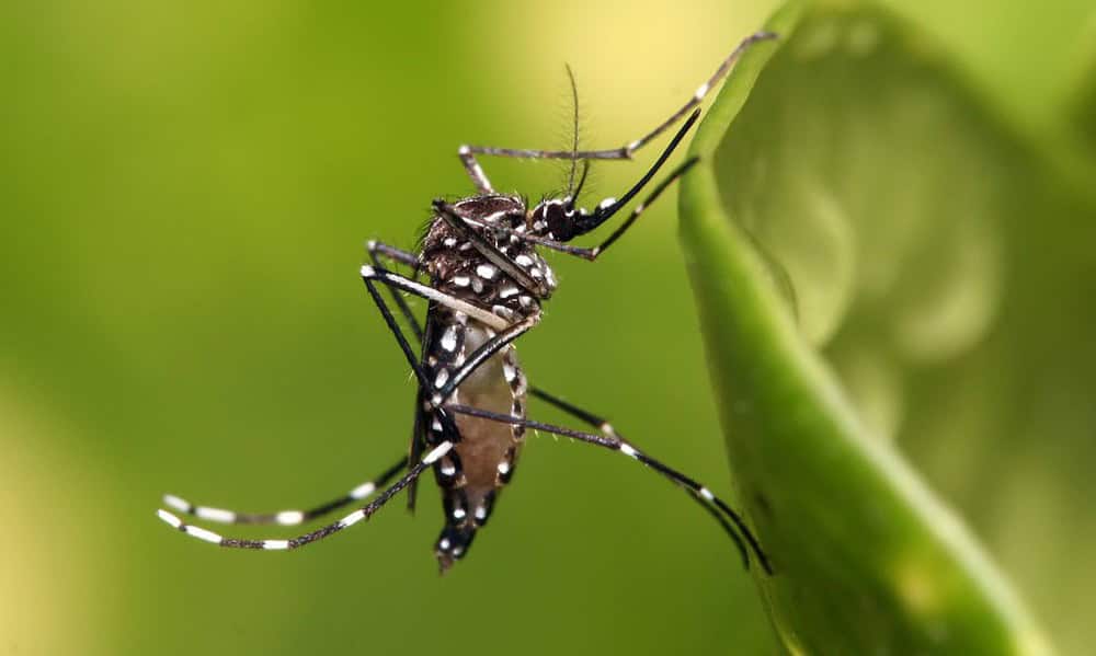 Aedes_aegypti-1024×682 Aedes_aegypti-1024x682