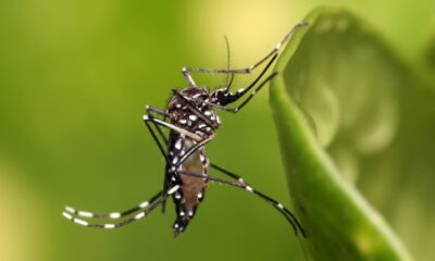 Aedes_aegypti-1024×682 Aedes_aegypti-1024x682